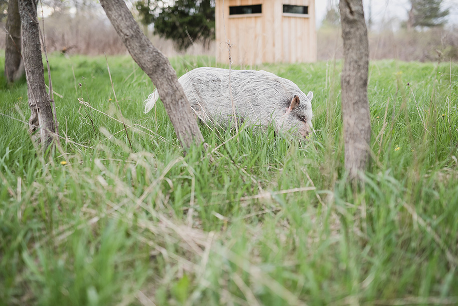 Farm House Engagement in Oxford Michigan25