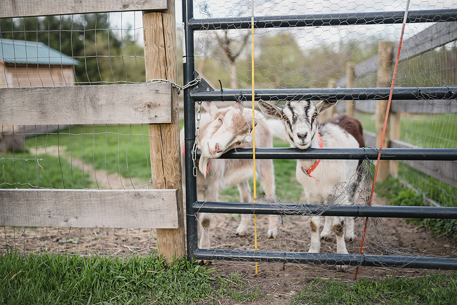 Farm House Engagement in Oxford Michigan27