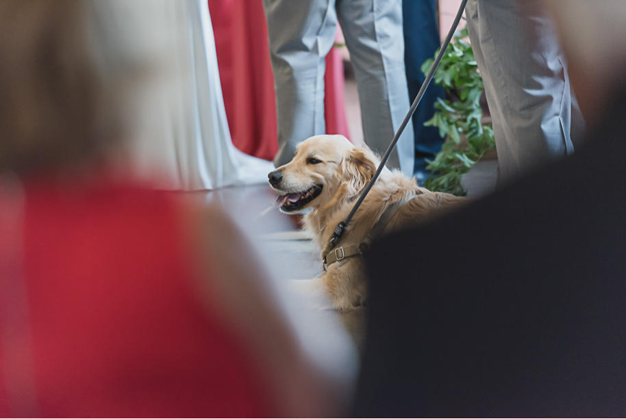 When your dog is at your wedding! Coral and Gray College for Creative Studies Summer Wedding in Detroit, Michigan by Kari Dawson Photography.