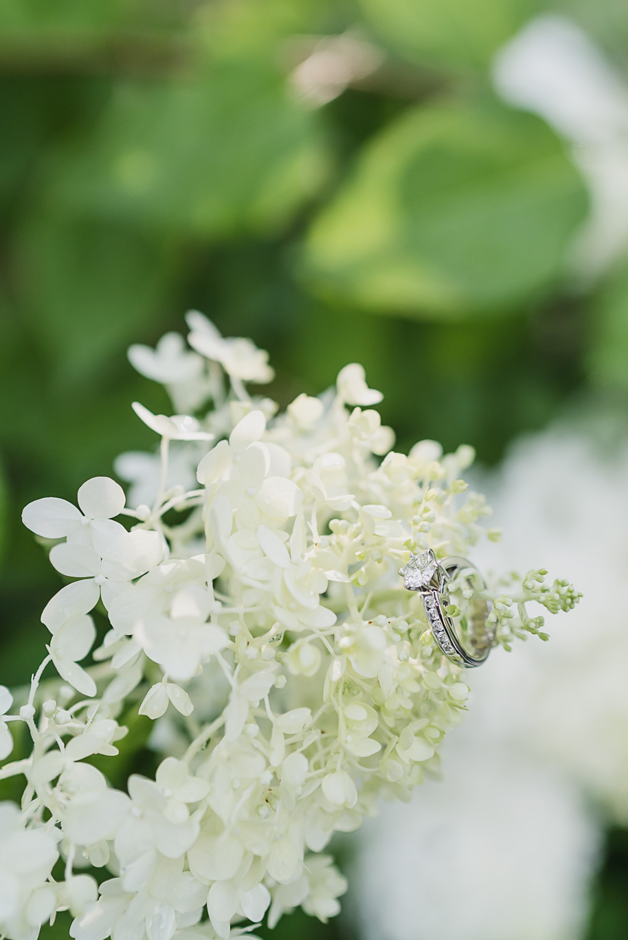 Diamond engagement ring displayed on delicate white hydrangea blooms during a Michigan Law Quad engagement session, captured by Ann Arbor wedding photographer Kari Dawson.